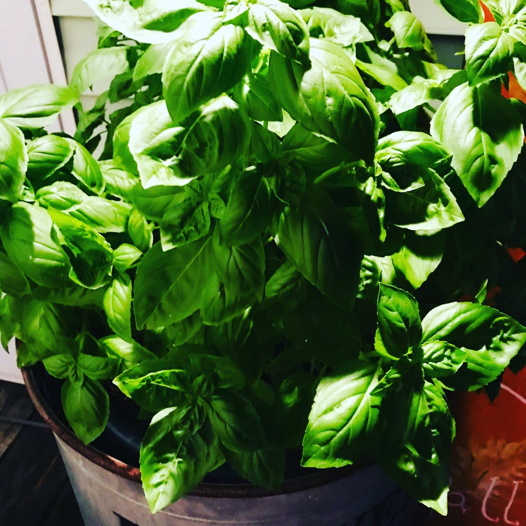 LOOKING FOR RECIPES..USING&nbsp;BASIL
